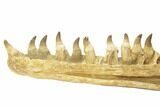 Mosasaur Jaw With Twenty Teeth - Oulad Abdoun Basin, Morocco #195777-7